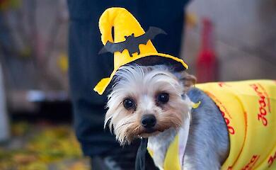 Holy Doggy: Halloween Edition збере киян і їхніх улюбленців на фестиваль добра