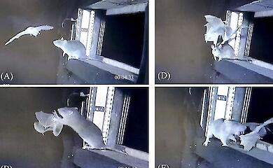 Щури проти кажанів: у Європі вперше зафіксовано полювання гризунів на льоту