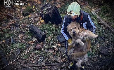 У Білій Церкві рятувальники підняли з відстійника двох наляканих собак
