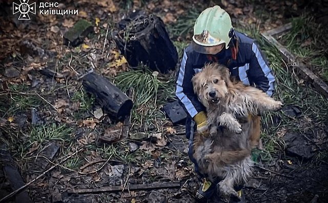 На Київщині врятували двох собак, що впали у 10-метровий відстійник