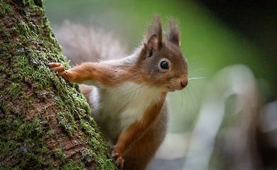 У Техасі відбувся конкурс, у рамках якого обрали найтовстішу білку