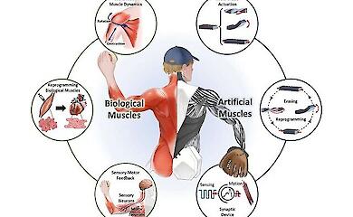 Будущее не за Терминатором: "мягкие" роботы помогают, а не уничтожают