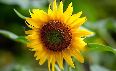 Яка олія найкорисніша для серця, дані дослідження