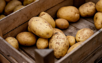 В Украине упала цена на картофель: как изменилась стоимость килограмма