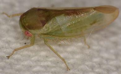 Учений із Кембриджа відкрив сім нових видів жабоподібних листоблішок у тропічному лісі Уганди