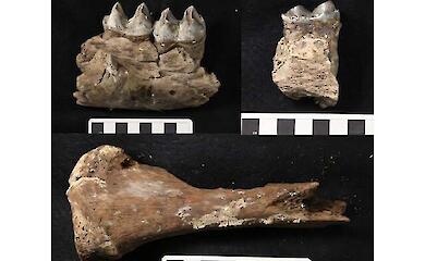 Учені знайшли несподіваний еволюційний зв'язок між коалою та "сумчастим левом" льодовикового періоду