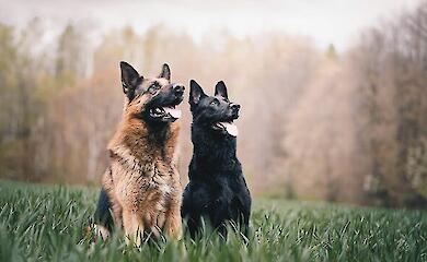 Найрозумніші собаки світу: ветеринари назвали шість провідних порід
