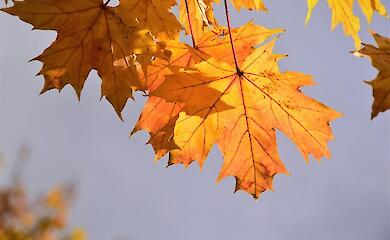 Синоптики розповіли, чого чекати від погоди сьогодні, 15 листопада 