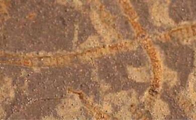 У стародавніх породах Землі знайшли молекулярні відбитки життя віком понад 3 млрд років