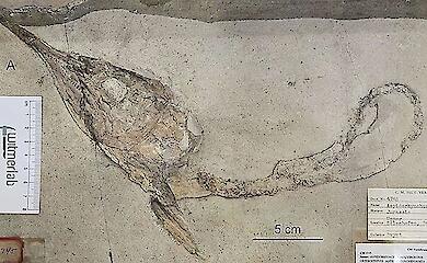 У Баварії знайшли черепи древніх риб з останньою здобиччю всередині