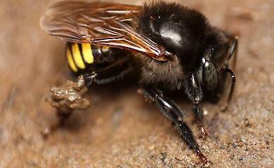Бразильські вчені створили "шоколадний" мед