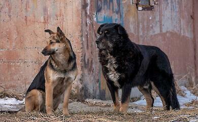 Лише 5% засуджених за знущання над тваринами отримали реальні тюремні терміни в Україні