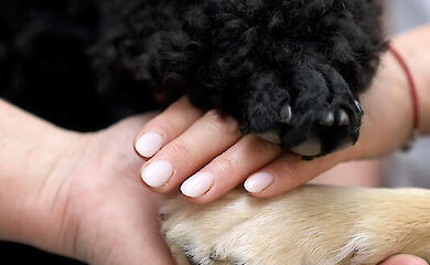 Чотирилапі терапевти: центр каністерапії в Рівному показує, як собаки допомагають пережити травму війни