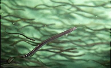 Вугра хочуть жорсткіше захищати по всьому світу: Японія сперечається з ЄС та екологами через делікатесну рибу