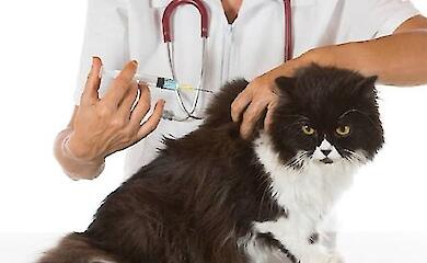 Смертельний випадок сказу в Боярці: у місті проводять вакцинацію тварин