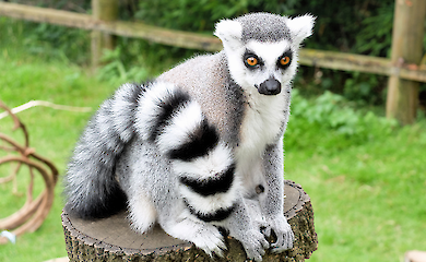 Дослідження: щороку на Мадагаскарі з'їдають близько 13 тисяч червонокнижних лемурів