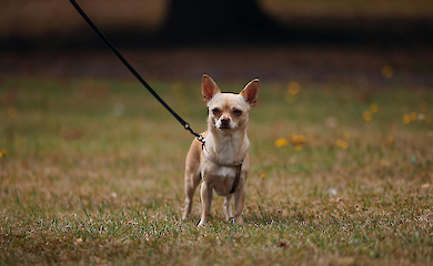 Як вовчі гени вплинули на розмір, нюх і характер сучасних собак