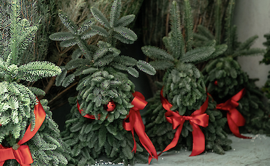 Де купити новорічну ялинку в Києві: повний перелік офіційних ярмарків