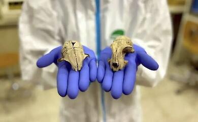 Домашні коти прийшли в Європу з Північної Африки всього 2 000 років тому - показав аналіз ДНК