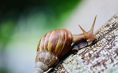 У фермера, який постачав равликів у ресторани Michelin, вкрали всі запаси