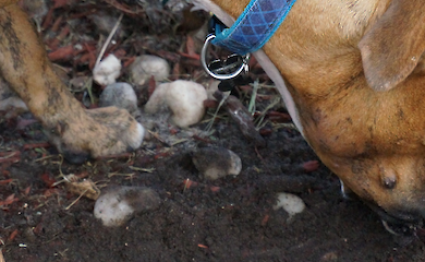 Собака закопав ласощі? Це давній інстинкт, кажуть дослідники