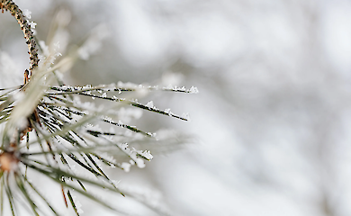 Синоптики спрогнозували теплий грудень 2025 року: чи буде сніг на Новий рік