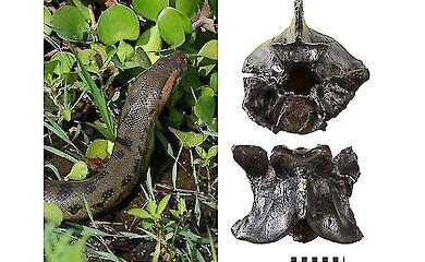 12 мільйонів років без змін: анаконди застрягли в "режимі монстра"