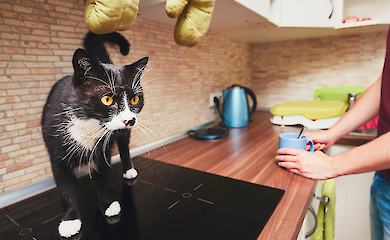 Коти обирають чоловіків: нове дослідження шокувало господинь