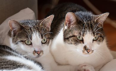 Зірки клонують собак і котів, але процедура несе ризики для здоров'я тварин - і не повертає вам вашого улюбленця