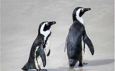 Африканські пінгвіни втратили корм: дві головні колонії біля ПАР майже спорожніли