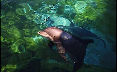 У Середземному морі з'явиться перший притулок для дельфінів після неволі