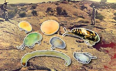 Учені описали десятки унікальних видів на межі зникнення в кам'яних водоймах Австралії