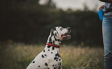 Учені з'ясували, що наявність собаки сприяє поліпшенню психічного здоров'я у підлітків