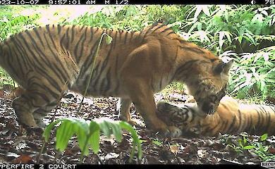 У лісах Суматри знайшли те, у що вже майже ніхто не вірив: популяція тигрів шокувала дослідників