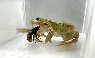 Укус в очі - і в шлунок: жаби виявилися стійкими до отрути гігантських шершнів