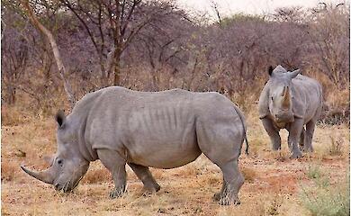 Там, де мало солі, мало й гігантів: нове пояснення "зниклих" великих травоїдних Африки