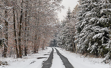 Ціни на житло в Карпатах 2025: аналіз вартості оренди у топових локаціях