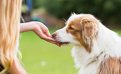 Зайва вага скорочує життя собак: велике дослідження показало реальні цифри
