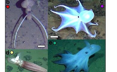 На глубине 4100 м обнаружили кальмара-«хамелеона»