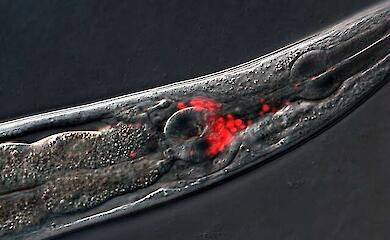 Учені виявили ген, що прискорює старіння після репродуктивного періоду