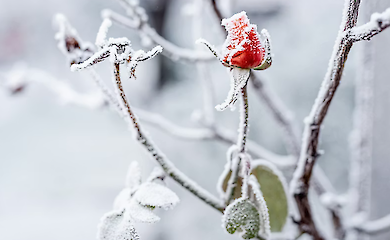 Різдвяна погода в Україні: чи буде холодно на свята