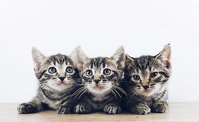 Смертельно небезпечно для улюбленця: ветеринари назвали продукти і рослини, які не можна давати кішкам