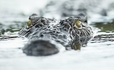 Учені сказали, які тварини сприймають людину як потенційну здобич