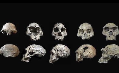 Дманісі: зуби показали, що з Африки вийшли два види людей