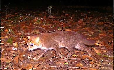 Дику кішку, яку вважали вимерлою, несподівано знайшли в Таїланді через 30 років