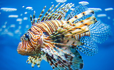 Отруйну морську рибу перетворили на популярну страву