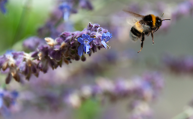 Від гермафродитів до "трьох статей": таємне життя рослин