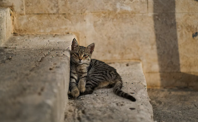 Греческий остров ищет человека, готового ухаживать за кошками, предлагая взамен бесплатное жилье