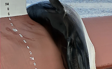 Шок у порту Нью-Джерсі: на кораблі виявили тушу зникаючого кита