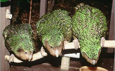 Рідкісний папуга, який не літає, почав розмножуватися вперше за 4 роки